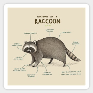 Anatomy of a Raccoon Sticker